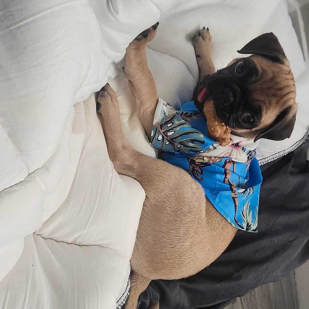 Thor joined the competition — help win amazing prizes! adorable, animal, blue_shirt, canine, cute, dog, eye_contact, fur, indoor, lying_down, pet, playful, pug, puppy, resting, small_dog, tongue_out, treat, white_cushion, wood_floor