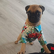 Thor is registered to the contest to win money with this photo: animal, clothing, collar, cute, dog, expression, floor, furniture, human_interaction, indoor, light, living_room, looking_up, paw, pet, pug, shirt, small_dog, standing, wooden_floor
