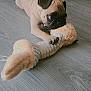 Thor is registered to the contest to win money with this photo: animal, bone_toy, brown_dog, cute, dog, floor, fur, indoor, lying_down, mouth, paw, pet, pet_toy, playful, plush_toy, pug, puppy, small_dog, toy, wooden_floor
