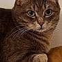 cat, tabby, pet, animal, feline, whiskers, fur, close_up, resting, brown, curious_eyes, indoor, cute, domestic_animal, mammal, portrait, soft_texture, paw, looking_at_camera, calm