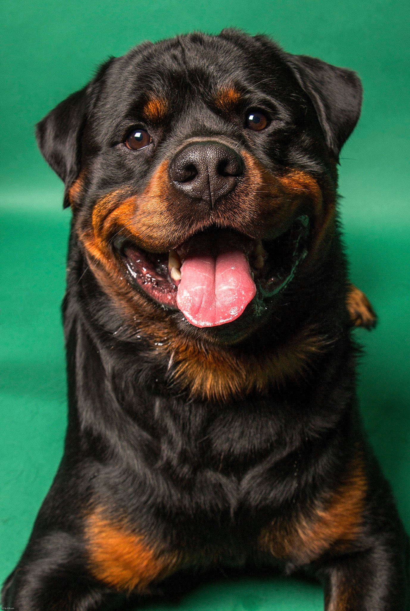 Thor is registered to the contest to win money with this photo: ancient_dog_breeds, black_and_tan_terrier, canidae, carnivore, companion_dog, dog, dog_breed, fawn, mammal, molosser, rare_breed_dog, rottweiler, snout, sporting_group, vertebrate, working_dog