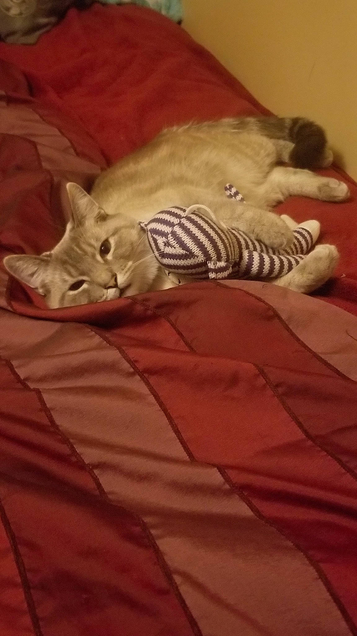 Shikamaru is registered to the contest to win money with this photo: asian, carnivore, cat, domestic_short_haired_cat, european_shorthair, felidae, fur, kitten, nap, sleep, small_to_medium_sized_cats, tail, whiskers