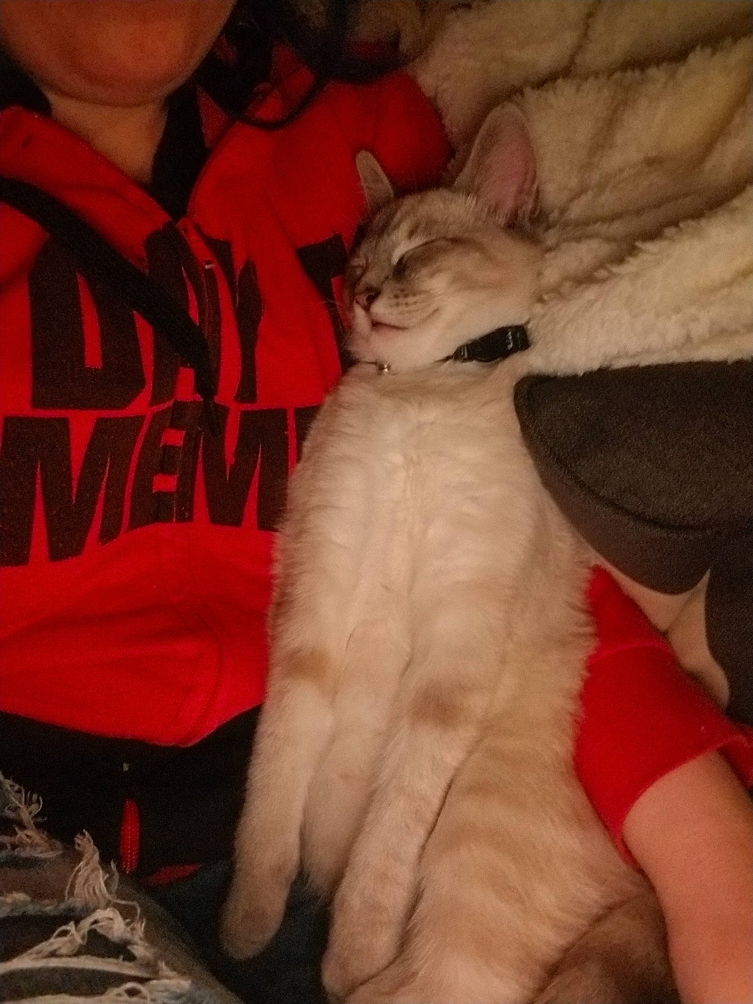 Shikamaru is registered to the contest to win money with this photo: asian, carnivore, cat, claw, domestic_long_haired_cat, felidae, fur, kitten, ragdoll, small_to_medium_sized_cats, whiskers