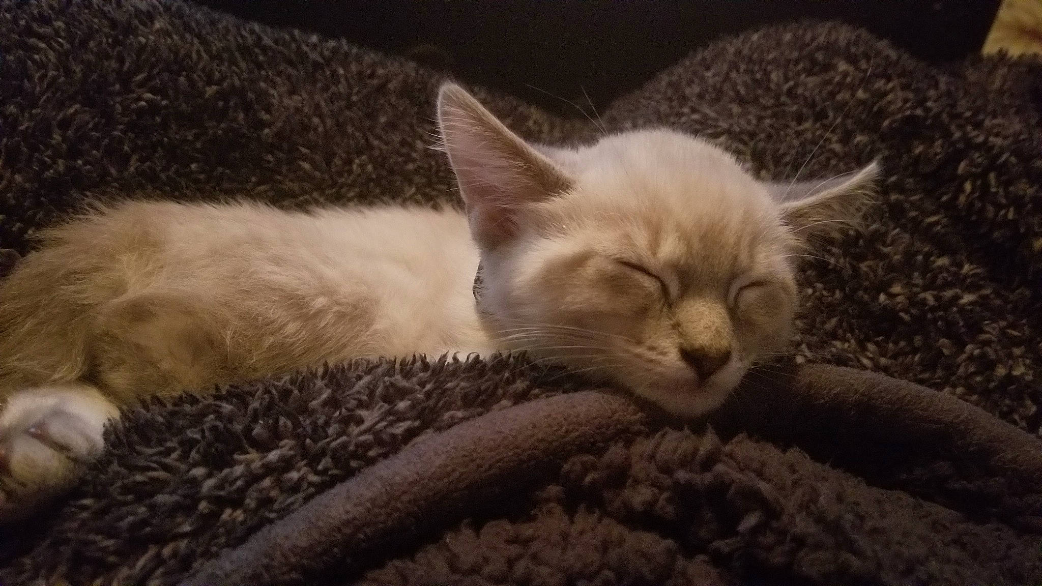 Shikamaru is registered to the contest to win money with this photo: asian, burmilla, carnivore, cat, domestic_short_haired_cat, european_shorthair, fawn, felidae, fur, german_rex, kitten, mammal, nap, oriental_longhair, ragdoll, singapura, sleep, small_to_medium_sized_cats, vertebrate, whiskers