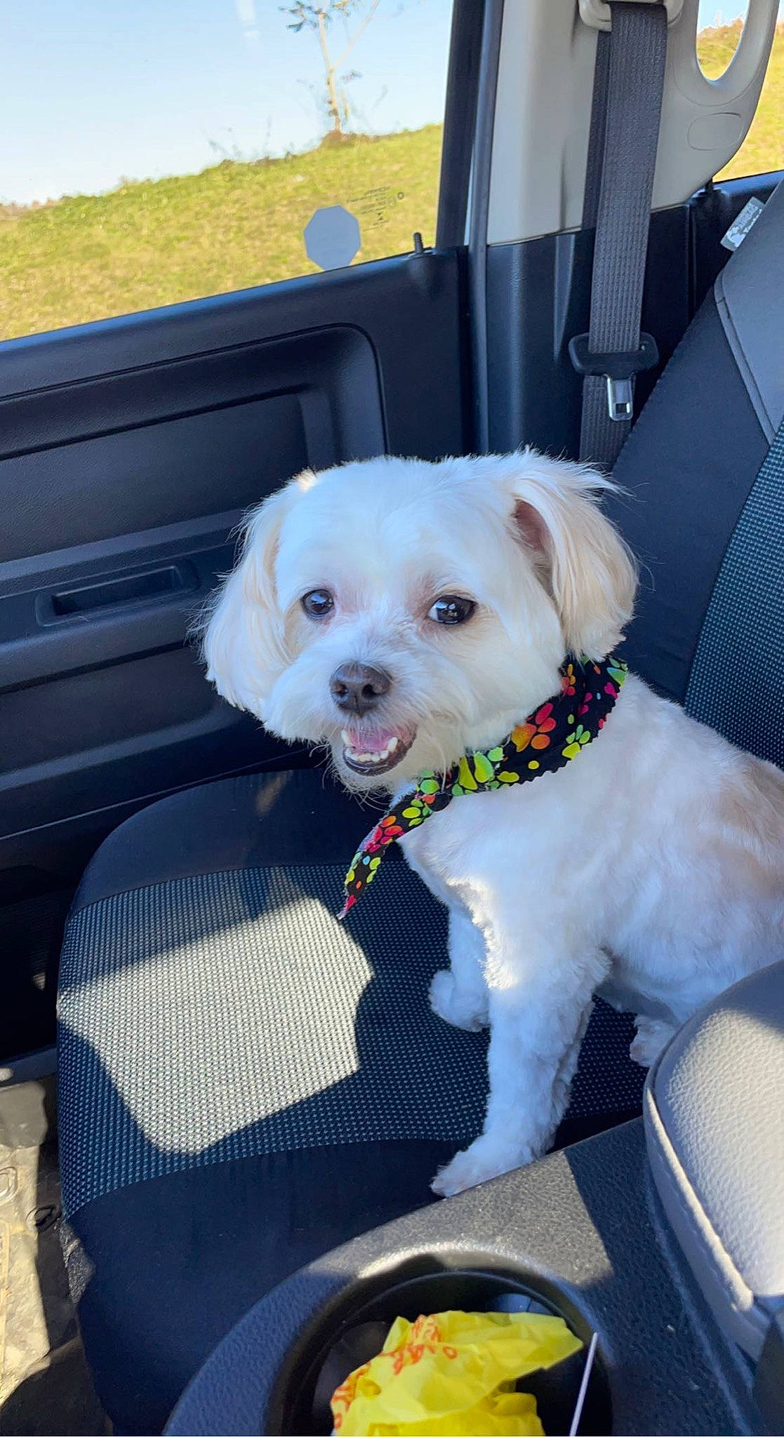 Benson joined the competition — help win amazing prizes! baby_products, canidae, car, car_seat, carnivore, chair, cockapoo, collar, companion_dog, dog, dog_breed, dog_collar, dog_supply, goldendoodle, labradoodle, sporting_group, terrier, toy_dog, vehicle, working_animal