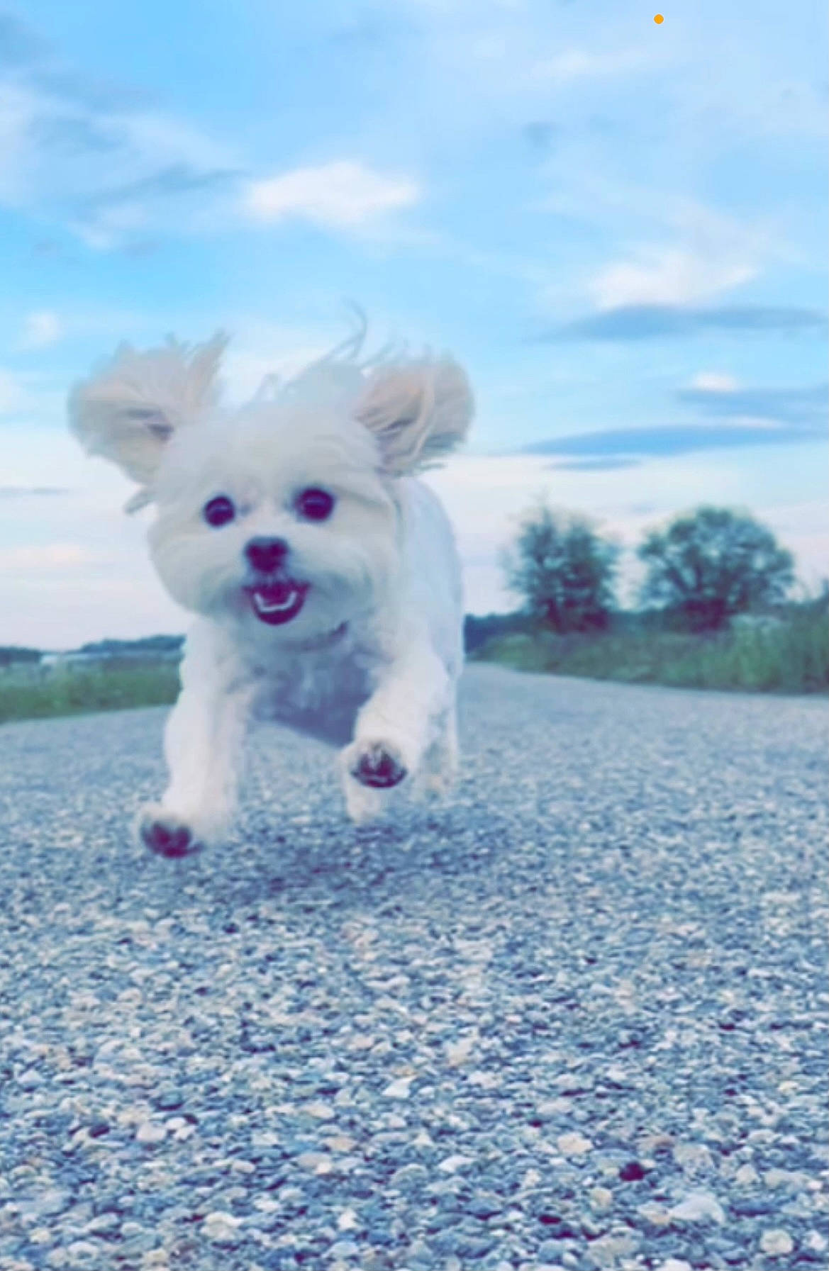 Benson is registered to the contest to win money with this photo: blue, canidae, carnivore, cloud, companion_dog, dog, dog_breed, dog_supply, electric_blue, fawn, grass, happy, poodle, sky, snout, sporting_group, stuffed_toy, tail, terrier, toy_dog