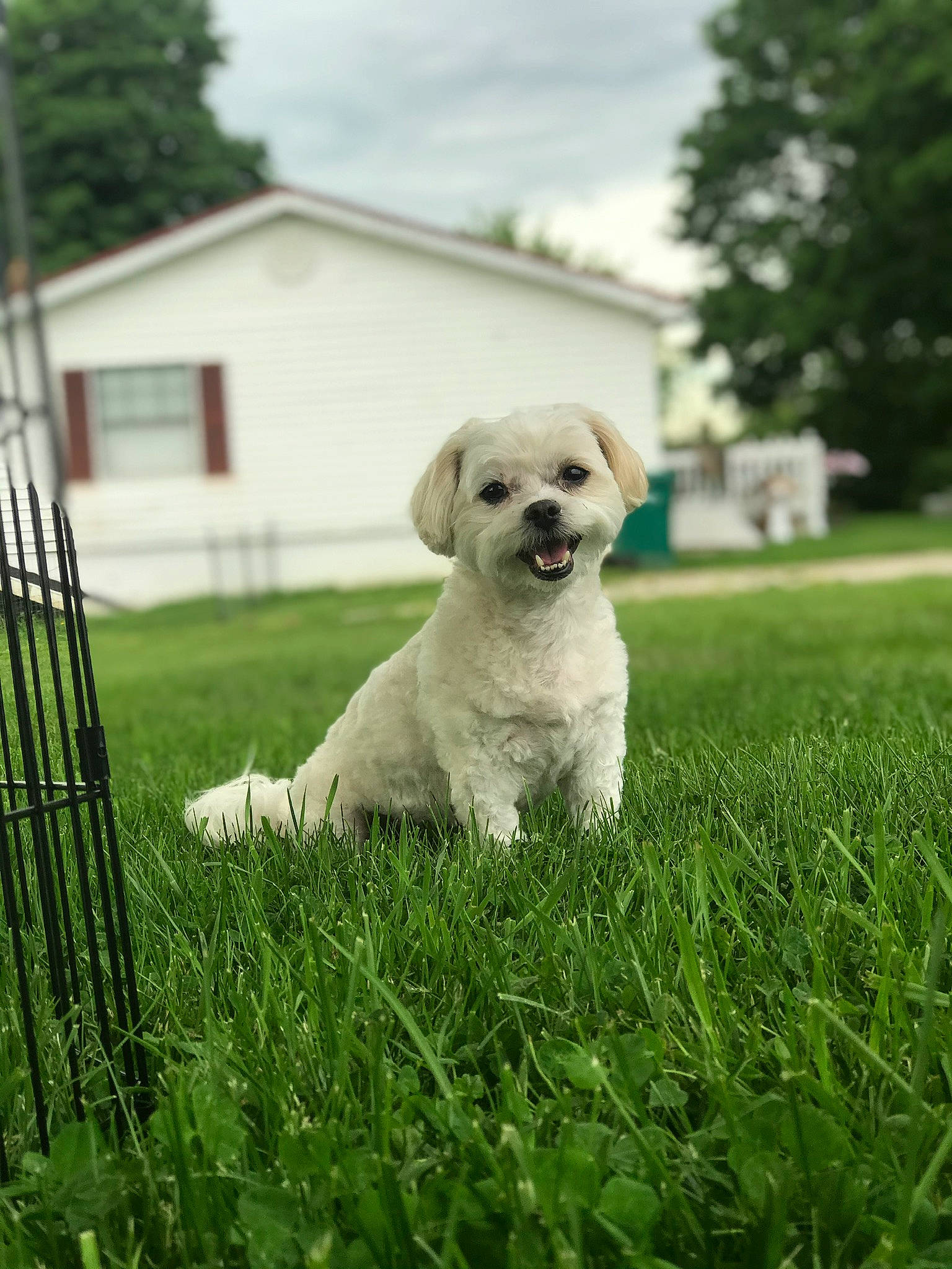 Benson is registered to the contest to win money with this photo: canidae, carnivore, cloud, companion_dog, dog, dog_breed, fawn, fence, grass, grass_family, grassland, home_fencing, plant, sky, small_terrier, snout, sporting_group, toy_dog, tree, working_animal