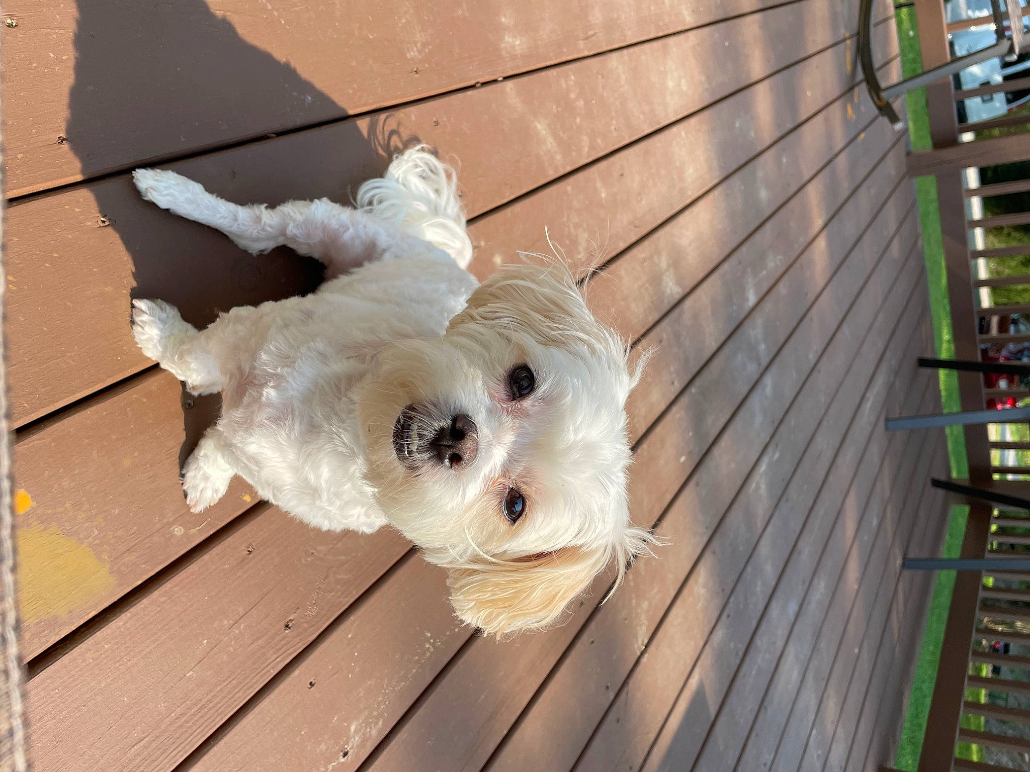 Benson joined the competition — help win amazing prizes! canidae, carnivore, cockatoo, companion_dog, deck, dog, dog_breed, fawn, flooring, fur, hardwood, snout, sporting_group, tail, toy, tree, twig, wood, wood_stain, working_animal