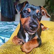 Roger is registered to the contest to win money with this photo: adorable, animal, black_and_brown, close_up, cozy, cute, dog, domestic_animal, floppy_ears, fur, indoor, laying_down, pet, plant, portrait, puppy, room, soft_focus, yellow_towel, young_dog