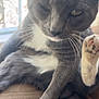 Chubs is registered to the contest to win money with this photo: animal, cat, closeup, couch, cute, domestic_cat, feline, fur, gray_cat, indoor, lazy, paw, pet, relaxed, resting, sunlight, whiskers, white_paws, window, winking