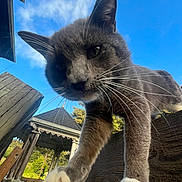 Chubs joined the competition — help win amazing prizes! animal, blue_sky, cat, close_range, close_up, curious, daylight, feline, front_paw, gazebo, gray_cat, nature, outdoor, paw, pet, playful, whiskers, white_paws, wooden_structure