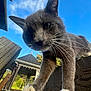 animal, blue_sky, cat, close_range, close_up, curious, daylight, feline, front_paw, gazebo, gray_cat, nature, outdoor, paw, pet, playful, whiskers, white_paws, wooden_structure