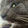 Chubs is registered to the contest to win money with this photo: animal, calm, cat, close_up, closeup, curious, domestic_cat, face, feline, fur, gray_cat, green_eyes, head, indoor, mammal, nose, pet, portrait, soft_focus, whiskers