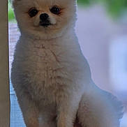 Billy Bean is registered to the contest to win money with this photo: dog, pomeranian, pet, fluffy, white, sitting, windowsill, indoor, animal, cute, portrait, fur, small_dog, face, paw, looking, calm, curious, window, blurred_background