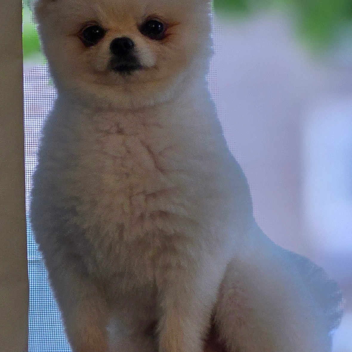 Billy Bean is registered to the contest to win money with this photo: dog, pomeranian, pet, fluffy, white, sitting, windowsill, indoor, animal, cute, portrait, fur, small_dog, face, paw, looking, calm, curious, window, blurred_background