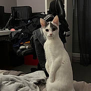 Miyu a rejoint le concours — aidez-le/la à gagner de superbes lots ! cat, white_cat, gray_cat, bed, blanket, indoor, furniture, chair, clothing, sitting, pet, curious, looking_at_camera, room, shelf, cozy, household, domestic, fur, tail