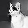 Miyu participe au concours pour gagner de l'argent avec cette photo : cat, black_and_white, animal, pet, whiskers, fur, sitting, looking_away, indoor, close_up, portrait, feline, cute, eyes, ears, paws, domestic_cat, curious, sharp_focus, quiet