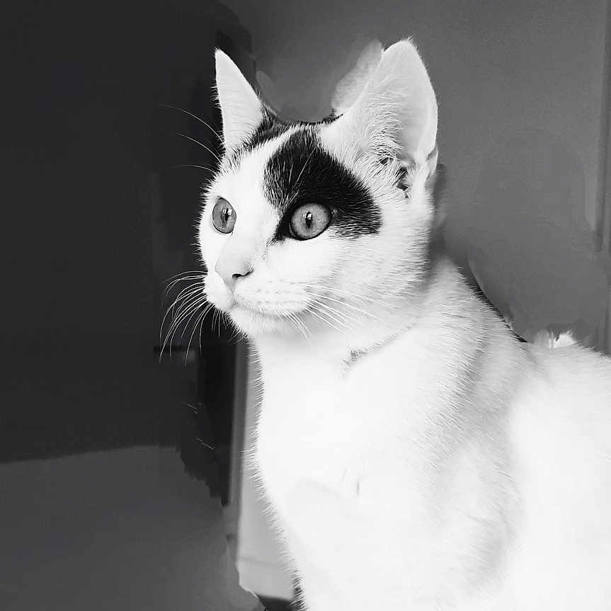 Miyu participe au concours pour gagner de l'argent avec cette photo : animal, black_and_white, cat, close_up, curious, cute, domestic_cat, ears, eyes, feline, fur, indoor, looking_away, paws, pet, portrait, quiet, sharp_focus, sitting, whiskers