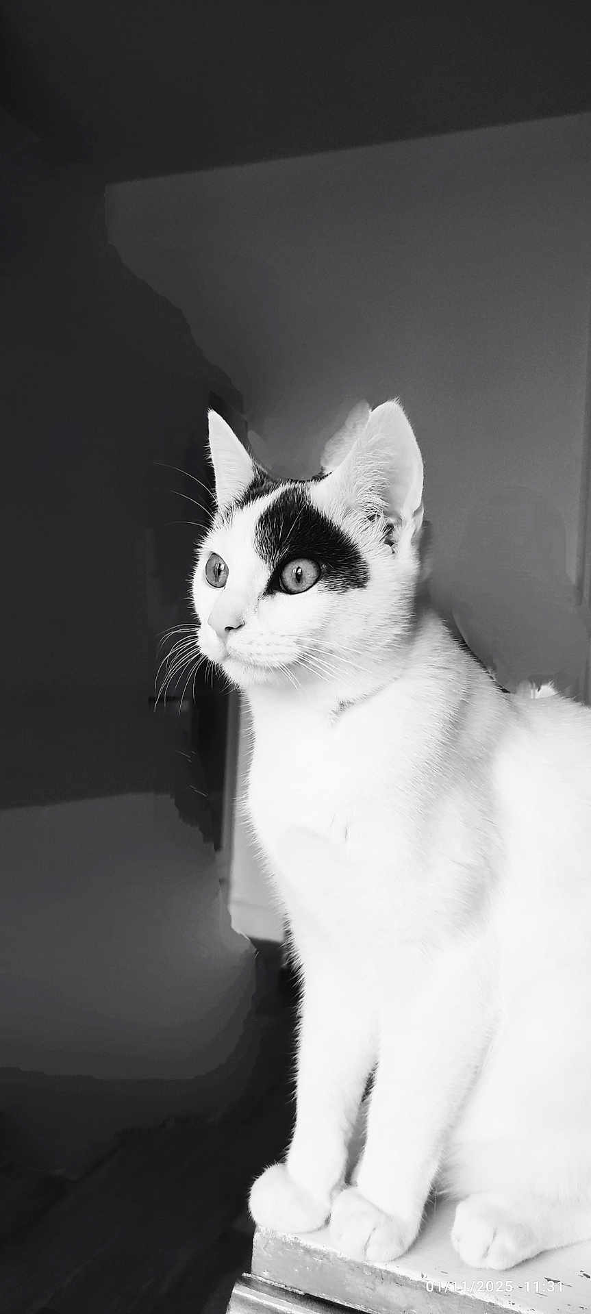 Miyu participe au concours pour gagner de l'argent avec cette photo : cat, black_and_white, animal, pet, whiskers, fur, sitting, looking_away, indoor, close_up, portrait, feline, cute, eyes, ears, paws, domestic_cat, curious, sharp_focus, quiet