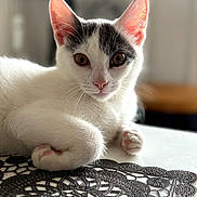 Miyu participe au concours pour gagner de l'argent avec cette photo : animal, black_markings, cat, closeup, curious, cute, domestic_cat, ears, fur, indoor, kitten, lace_doyly, paws, pet, pink_nose, portrait, relaxed, table, whiskers, white_cat