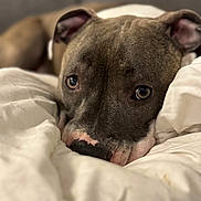 Aloa a rejoint le concours — aidez-le/la à gagner de superbes lots ! dog, pet, close_up, bed, blanket, brown, white, sleepy, cozy, fur, animal, canine, indoors, resting, comfort, portrait, face, expression, cute, relaxed
