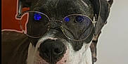 Aloa participe au concours pour gagner de l'argent avec cette photo : dog, glasses, indoor, portrait, brown, white, nose, ears, face, pet, animal, pillow, furniture, reflection, closeup, sitting, black, white_fur, brown_fur, cute