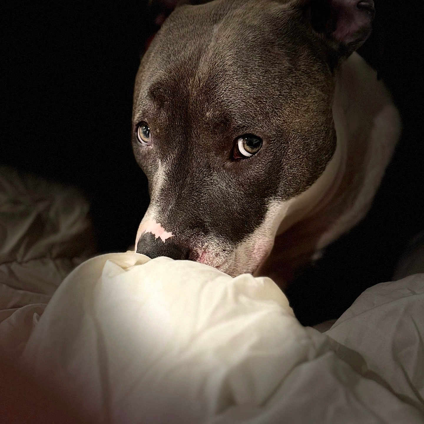Aloa participe au concours pour gagner de l'argent avec cette photo : animal, bed, blanket, brown, canine, close_up, cute, dog, domestic_animal, ears, eyes, face, fur, indoor, nostrils, pet, portrait, resting, snout, white