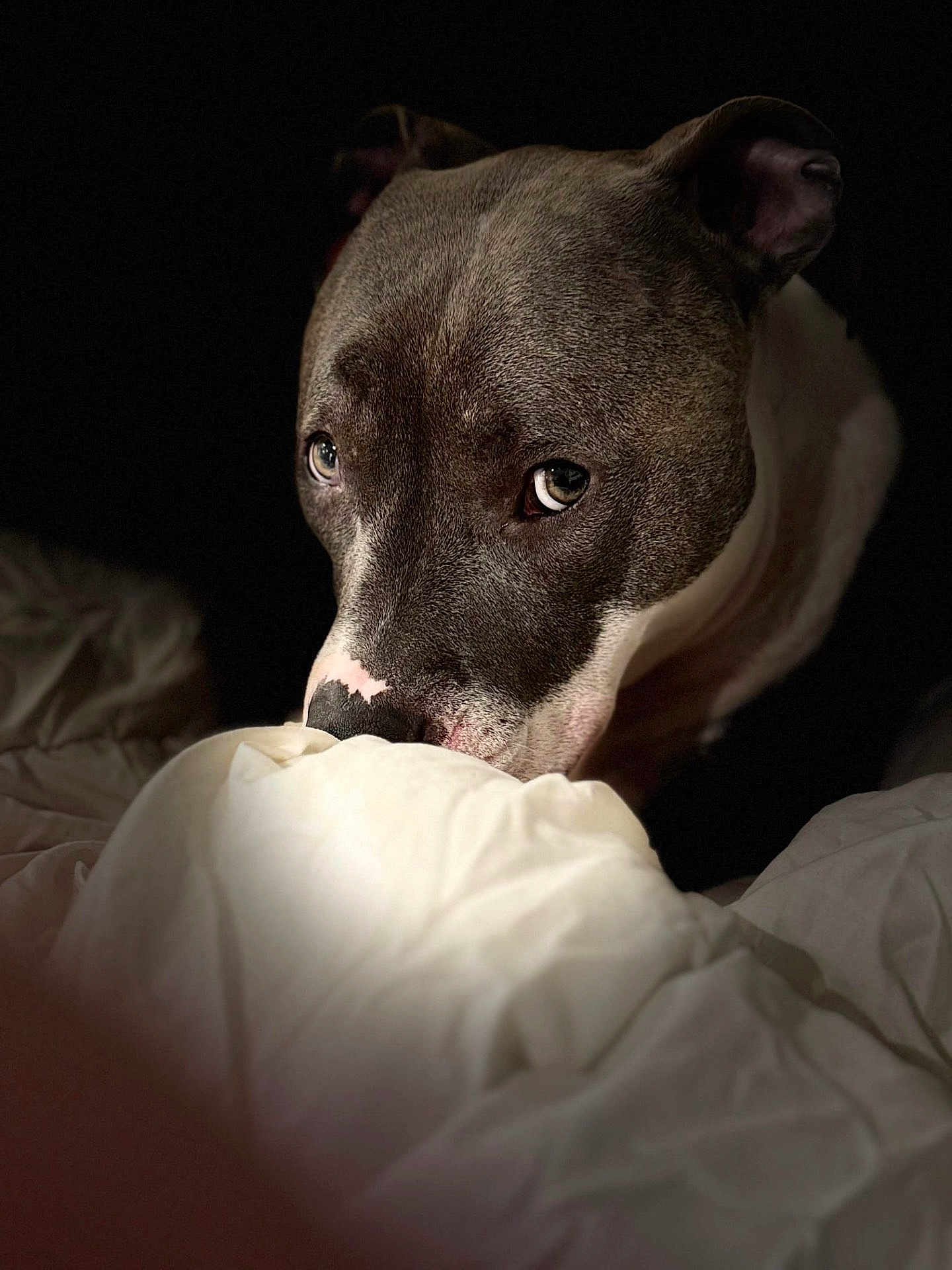 Aloa participe au concours pour gagner de l'argent avec cette photo : dog, pet, animal, portrait, close_up, blanket, bed, indoor, brown, white, fur, ears, nostrils, face, eyes, snout, cute, domestic_animal, canine, resting