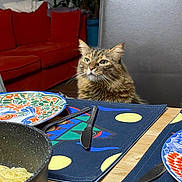 Mimi a rejoint le concours — aidez-le/la à gagner de superbes lots ! cat, tabby_cat, dining_table, plate, cutlery, spaghetti, pot, chair, couch, indoor_plant, table_mat, wooden_table, home_interior, fur, pet, waiting, food, kitchen, cozy, domestic