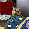 cat, tabby_cat, dining_table, plate, cutlery, spaghetti, pot, chair, couch, indoor_plant, table_mat, wooden_table, home_interior, fur, pet, waiting, food, kitchen, cozy, domestic