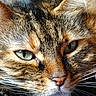Mimi participe au concours pour gagner de l'argent avec cette photo : cat, close_up, face, green_eyes, fur, whiskers, pet, animal, mammal, portrait, domestic_cat, feline, eye_detail, nose, whisker_detail, tabby, cute, soft_light, relaxed, natural