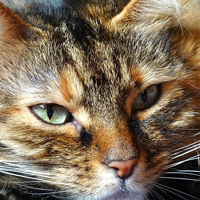 Mimi participe au concours pour gagner de l'argent avec cette photo : cat, close_up, face, green_eyes, fur, whiskers, pet, animal, mammal, portrait, domestic_cat, feline, eye_detail, nose, whisker_detail, tabby, cute, soft_light, relaxed, natural