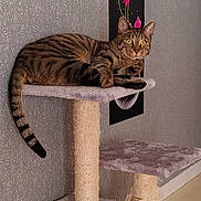 Smoky a rejoint le concours — aidez-le/la à gagner de superbes lots ! tabby_cat, cat_tree, indoor, pet, feline, striped, animal, resting, alert, ears, tail, fur, home_decor, painting, flower_art, pink_tulips, wall, floor, carpeted, domestic_cat