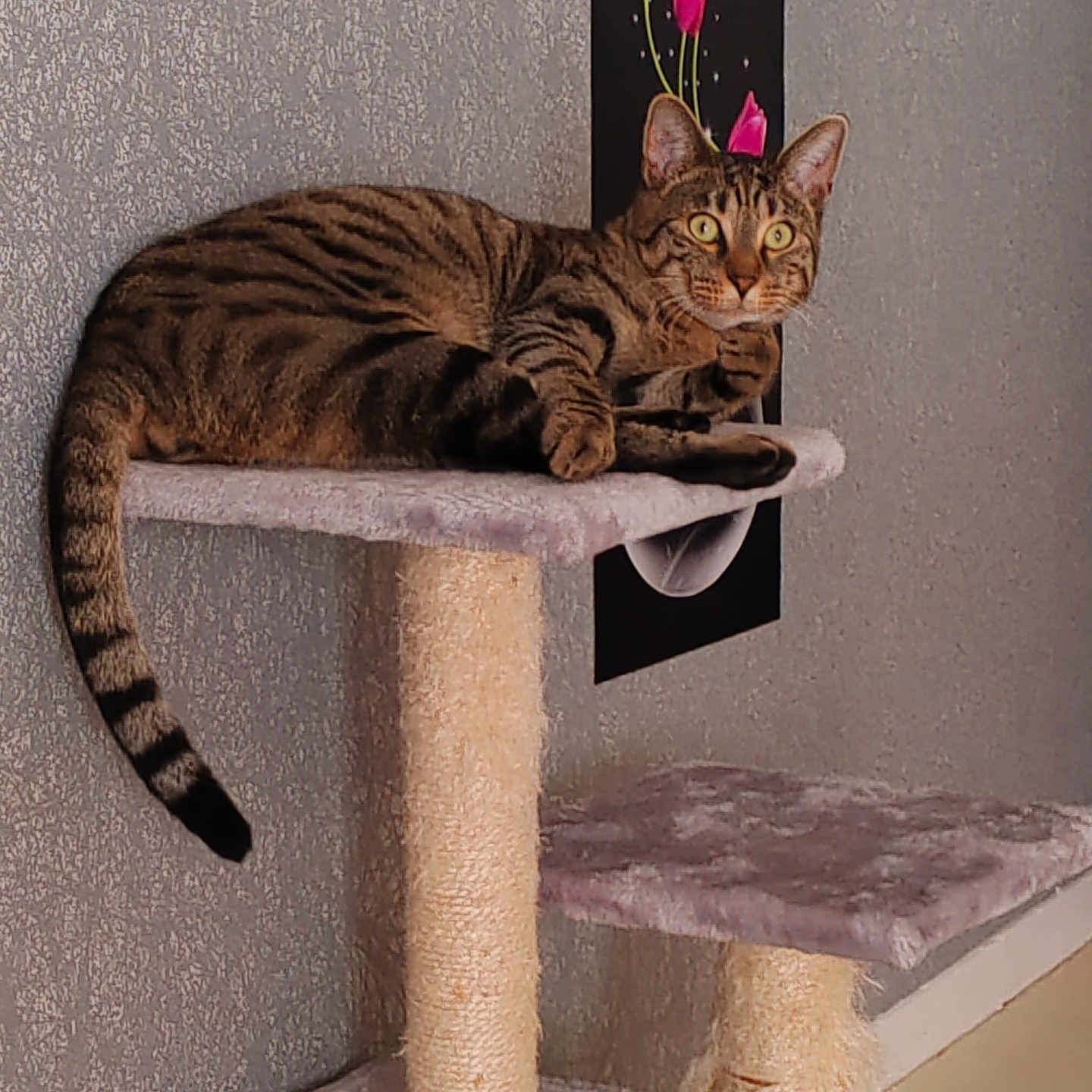 Smoky a rejoint le concours — aidez-le/la à gagner de superbes lots ! alert, animal, carpeted, cat_tree, domestic_cat, ears, feline, floor, flower_art, fur, home_decor, indoor, painting, pet, pink_tulips, resting, striped, tabby_cat, tail, wall