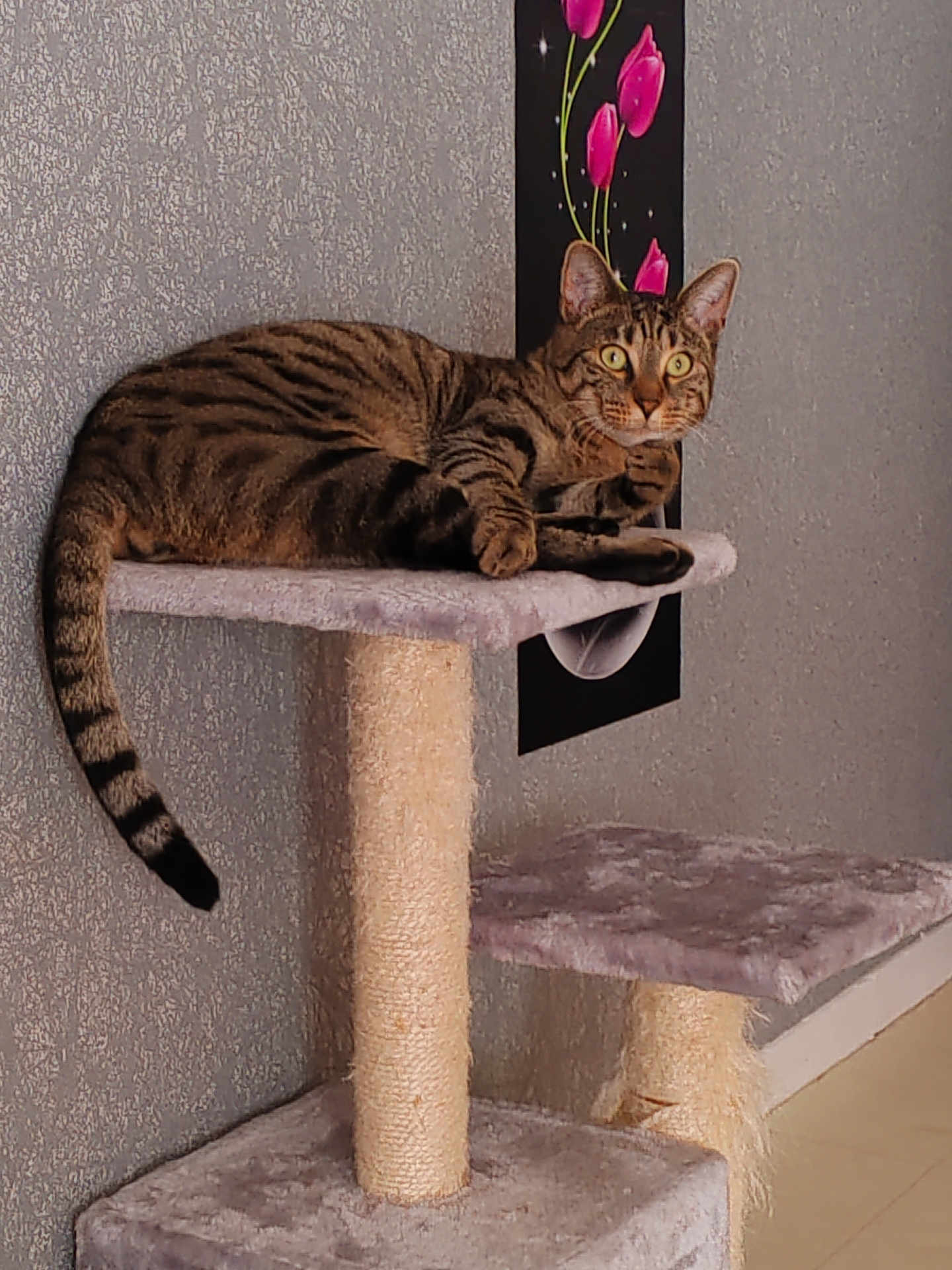 Smoky a rejoint le concours — aidez-le/la à gagner de superbes lots ! tabby_cat, cat_tree, indoor, pet, feline, striped, animal, resting, alert, ears, tail, fur, home_decor, painting, flower_art, pink_tulips, wall, floor, carpeted, domestic_cat