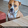 Guizmo participe au concours pour gagner de l'argent avec cette photo : animal, brown_dog, canine, chain_collar, couch, dog, door, expression, flooring, furniture, home, indoor, living_room, pet, portrait, resting, serious, table, white_markings, wooden_floor