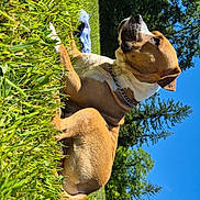 Guizmo a rejoint le concours — aidez-le/la à gagner de superbes lots ! dog, grass, outdoor, sunny, blue_sky, tree, nature, pet, canine, collar, relaxed, animal, summer, daytime, greenery, landscape, mammal, resting, park, leisure