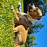 dog, grass, outdoor, sunny, blue_sky, tree, nature, pet, canine, collar, relaxed, animal, summer, daytime, greenery, landscape, mammal, resting, park, leisure