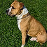 Guizmo participe au concours pour gagner de l'argent avec cette photo : dog, brown, white, chain_collar, grass, outdoor, pet, canine, sunlight, sitting, side_view, nature, animal, mammal, alert, domestic_animal, fur, daylight, portrait, calm