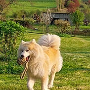 Athéna a rejoint le concours — aidez-le/la à gagner de superbes lots ! building, canine, dog, field, fur, grass, greenery, happy, landscape, nature, outdoor, pet, playful, rope_toy, rural, sky, sunlight, toy, trees, walking