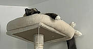 Cleopatra is registered to the contest to win money with this photo: cat, cat_tree, pet, animal, indoor, relaxing, feline, fur, paws, tail, beige, platform, resting, comfortable, home, cozy, quiet, corner, wall, lazy