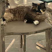 Cleopatra joined the competition — help win amazing prizes! cat, fluffy, chair, glass_table, indoor, sunlight, relaxed, furniture, pet, animal, domestic_cat, blue_eyes, multi-colored, modern, reflection, floor, legs, resting, cozy, calm