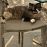 cat, fluffy, chair, glass_table, indoor, sunlight, relaxed, furniture, pet, animal, domestic_cat, blue_eyes, multi-colored, modern, reflection, floor, legs, resting, cozy, calm