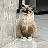 cat, fluffy, color_point, sitting, indoor, tile_floor, marble_wall, curious, pet, animal, feline, reflection, kitchen, domestic, fur, whiskers, ears, paws, home, quiet