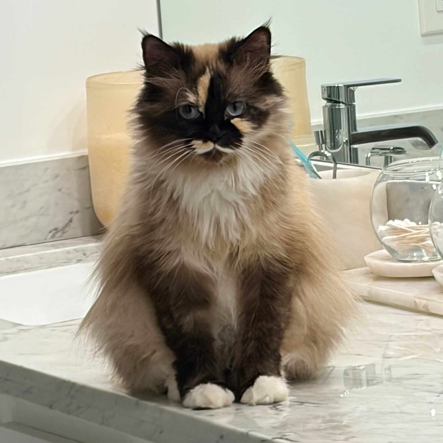 Cleopatra