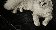 Apollo joined the competition — help win amazing prizes! cat, white_cat, fluffy, pet, animal, bed, black_bedspread, indoor, feline, relaxed, lying_down, fur, cute, domestic_cat, resting, looking_at_camera, cozy, home, mammal, whiskers