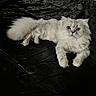cat, white_cat, fluffy, pet, animal, bed, black_bedspread, indoor, feline, relaxed, lying_down, fur, cute, domestic_cat, resting, looking_at_camera, cozy, home, mammal, whiskers