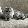 Apollo joined the competition — help win amazing prizes! cat, fluffy, grey_cat, pet, animal, indoor, couch, furniture, relaxed, resting, fur, domestic_cat, home, cozy, texture, laying, cute, mammal, whiskers, paws