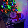 Apollo joined the competition — help win amazing prizes! cat, christmas_tree, holiday_lights, festive, red_outfit, fluffy_cat, decor, reflection, indoor, colorful, bright_lights, table, cozy, animal, pet, celebration, christmas, relaxing, decorative_lights, festive_season
