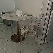 Apollo is registered to the contest to win money with this photo: cat, chair, table, marble, floor, tile, modern, minimalist, indoor, pet, furniture, white, gray, fluffy, relaxed, domestic, animal, transparent_chair, home, cozy